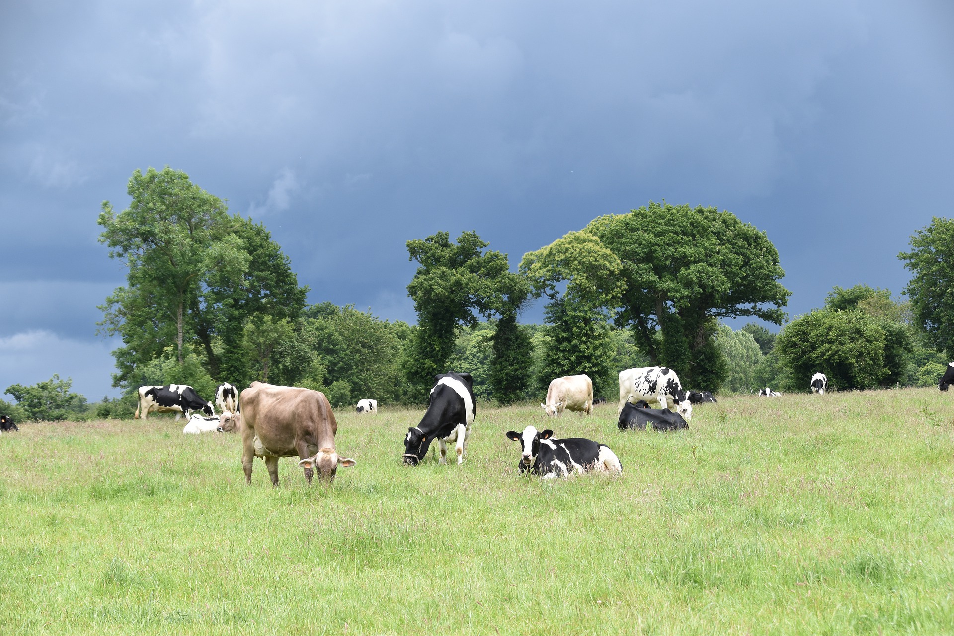 Has Australian Dairy been impacted by the trade war?