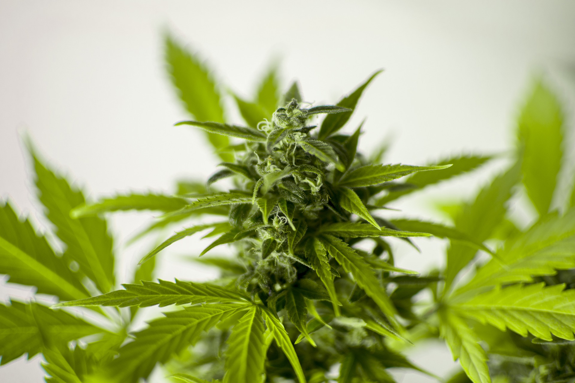 What's up with the Australian Cannabis Industry?